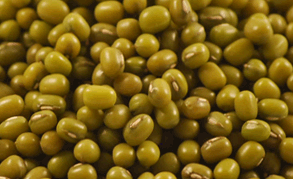 特別厳選された緑豆の写真